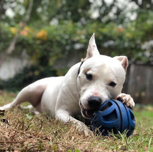 Meet your Posher, Nicholas-ryan